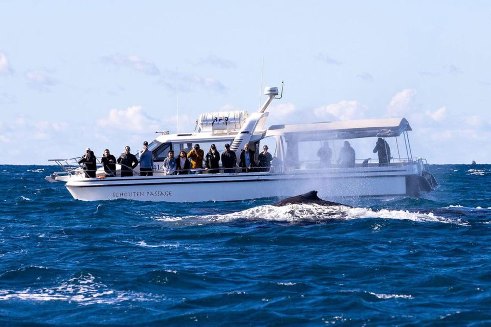 Sydney: Ocean Whale Watching Experience - Key Points