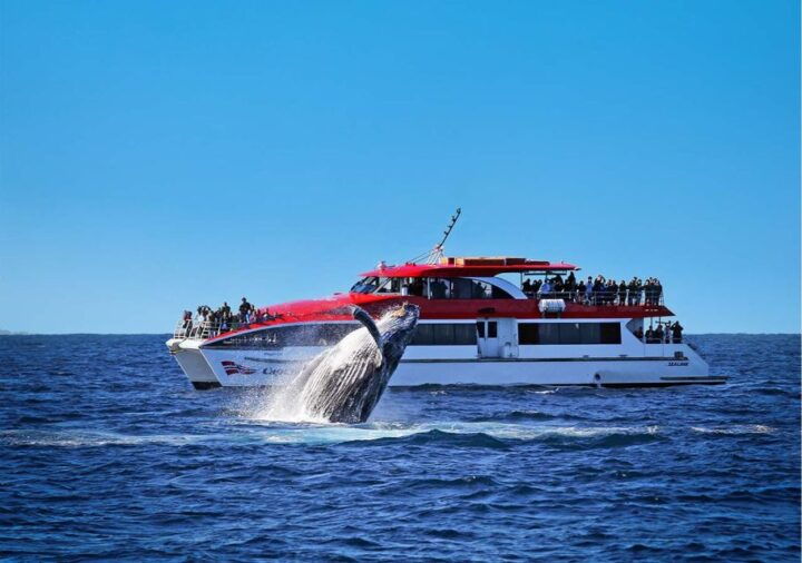 Sydney: Whale Watching Explorer Cruise - Key Points