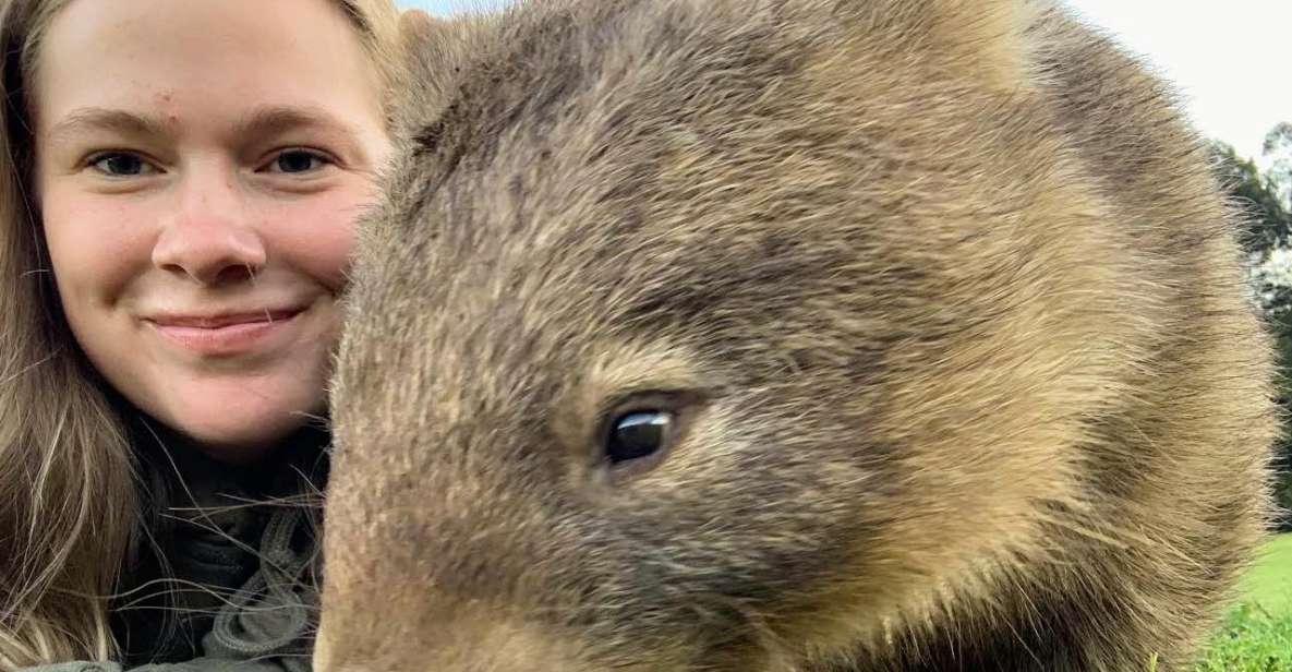 Sydney: Wild Wombats and Kangaroo Experience - Key Points