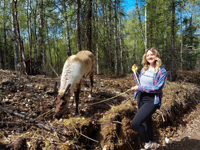 Talkeetna: A Walk in the Woods...with Reindeer! - Experience