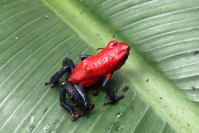 Tamarindo to Tenorio, Miravalles Volcano Rainforest Eco Tour  – Nicoya Peninsula