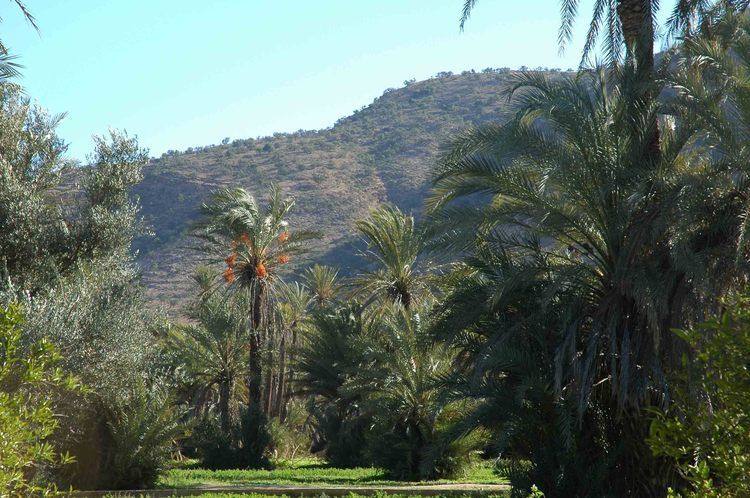 Taroudant and Tiout Oasis Trip With Lunch - Key Points