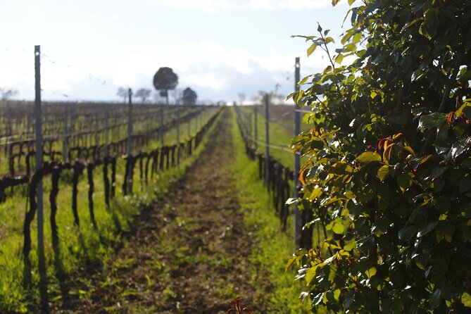 Tasting Selection of 4 Wines in Montefalco - Key Points