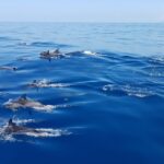 tauranga guided dolphin and wildlife watching cruise Tauranga: Guided Dolphin and Wildlife Watching Cruise