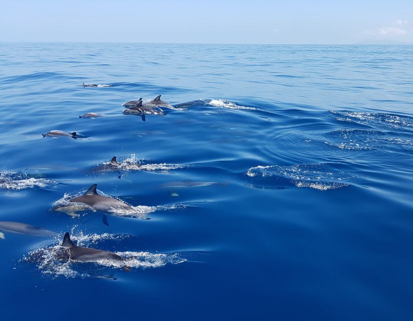 tauranga guided dolphin and wildlife watching cruise Tauranga: Guided Dolphin and Wildlife Watching Cruise