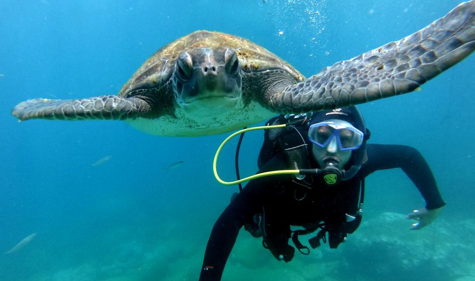 Tenerife: Beginners Scuba Dive in Puerto Colon Turtle Area - Key Points