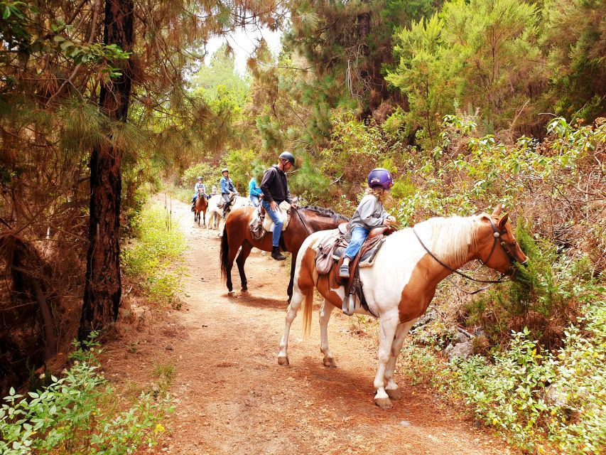 Tenerife: Guided Horseback Riding Tour to the Lomo Forest - Key Points