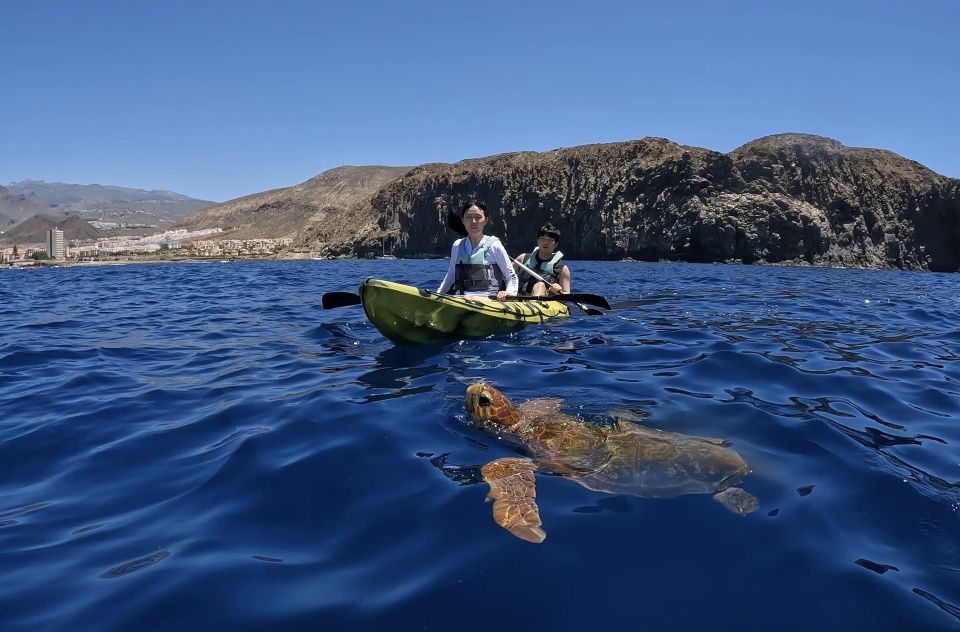 Tenerife: Kayak and Snorkel With Turtles - Key Points
