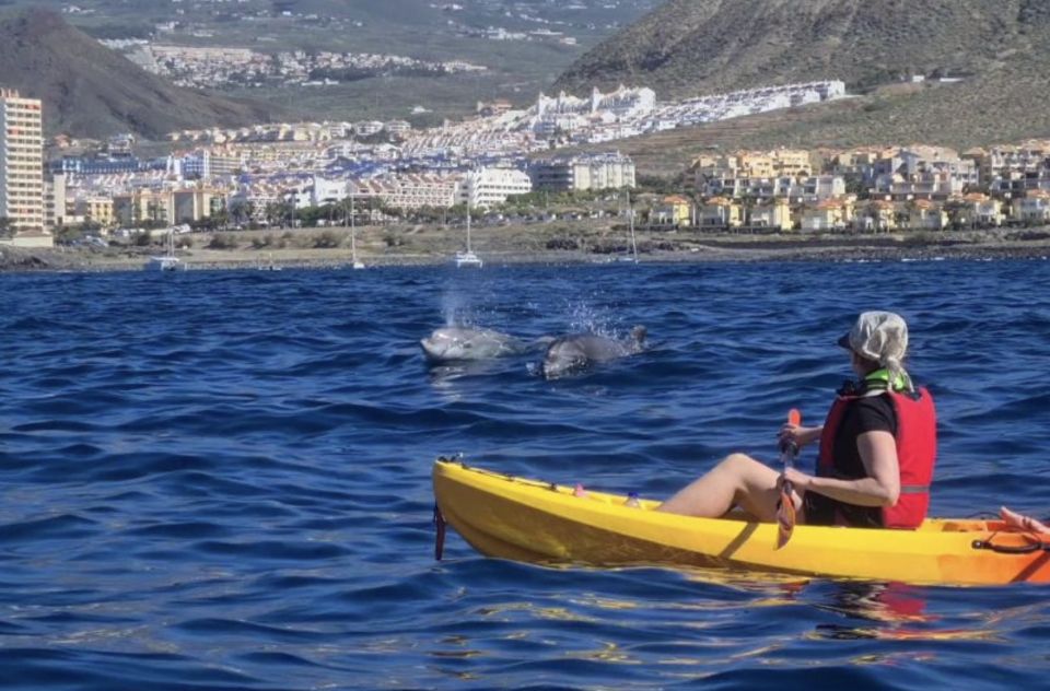 Tenerife: Kayak Safari and Sea Turtle Snorkeling - Key Points