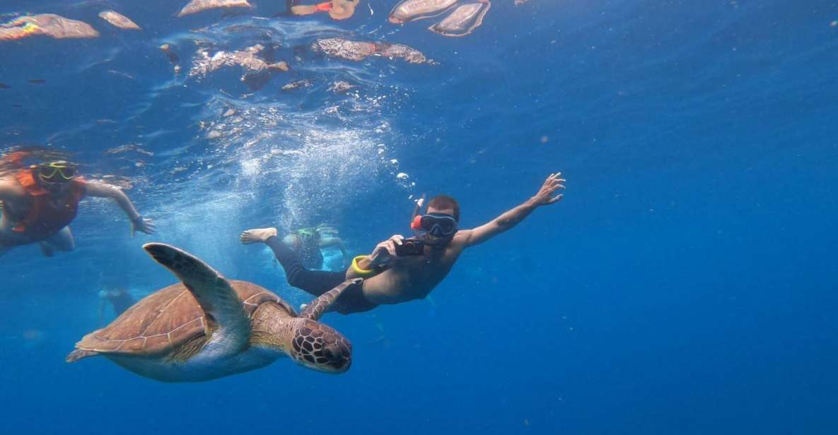 Tenerife: Kayak Safari With Snorkeling, All Inclusive - Key Points