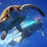 tenerife kayaking and snorkeling with turtles Tenerife: Kayaking and Snorkeling With Turtles
