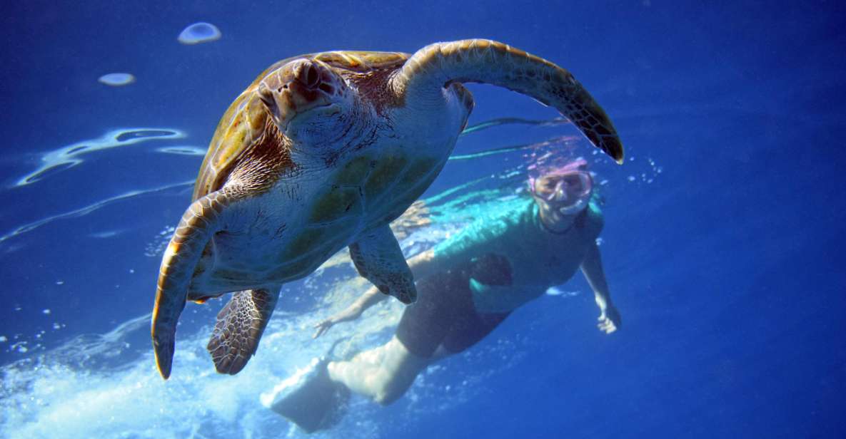 Tenerife: Kayaking and Snorkeling With Turtles - Key Points