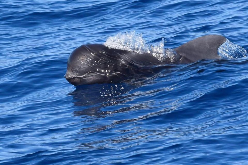 Tenerife: Luxury Private Whale & Dolphin Watching Tour - Key Points