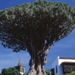 tenerife teide national park full day tour with pickup Tenerife: Teide National Park Full-Day Tour With Pickup