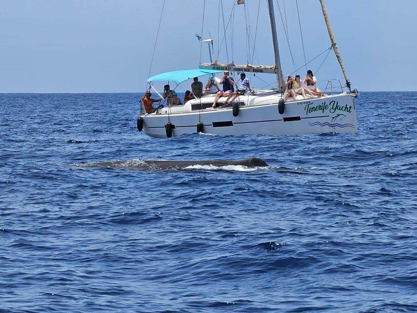 Tenerife: Whale Watching and Snorkeling Yacht Trip - Key Points