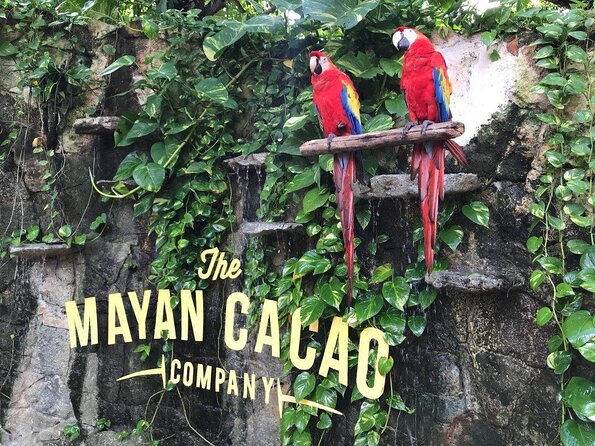 The Mayan Cacao Company in Cozumel Skip-The-Line Ticket - Key Points