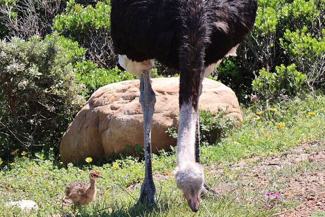 tour cape peninsula and boulders beach day trip from cape town Tour Cape Peninsula and Boulders Beach Day Trip From Cape Town