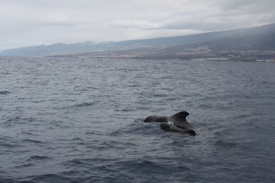 Tour Fishing Italian Food and Snorkelling in Accessible Boat - Key Points