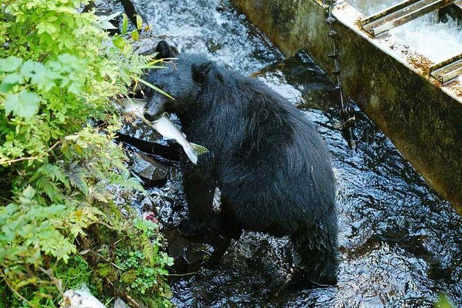 Traitors Cove Bear Viewing in Ketchikan, Alaska - Key Points