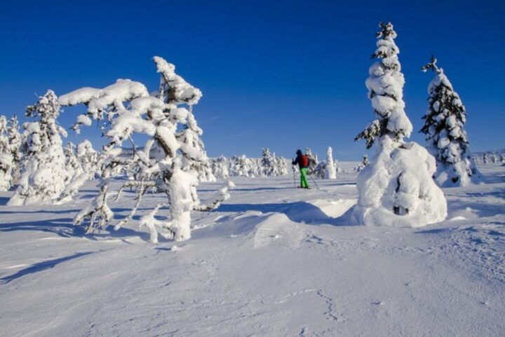 Trappeur's Evening : Snowshoeing Night Trip and Local Dinner - Key Points