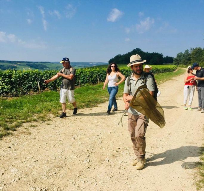 Troyes: Guided Vineyard Hike & Champagne Tasting Experience - Key Points