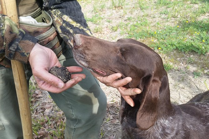 Truffle Hunt & Bio Lunch in Assisi - Key Points