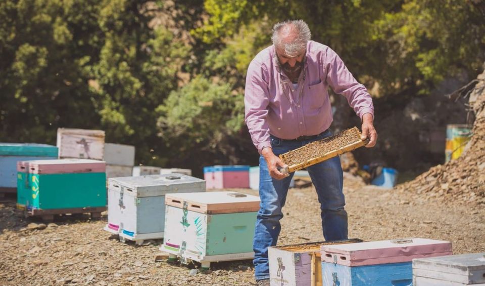 Truffle Hunting, Culinary & Wine Celebration From Heraklion - Overview of Truffle Hunting Experience