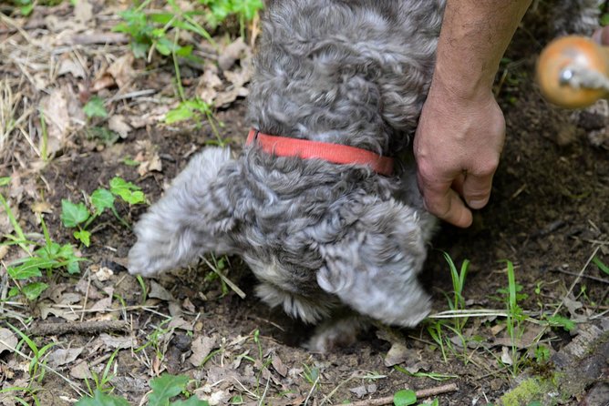 truffle hunting with wine tasting in chianti Truffle Hunting With Wine Tasting in Chianti