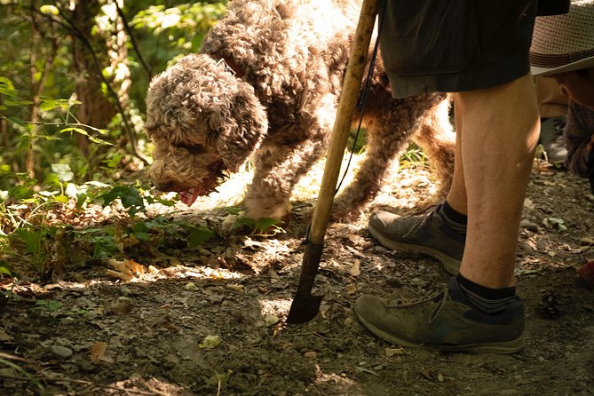 Truffle Picking Experience With 3 Course Lunch in Chianti Hills - Truffle Hunt With Expert Guide