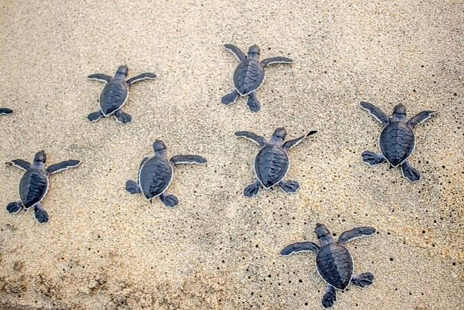 Turtle Release Playa Blanca - Key Points