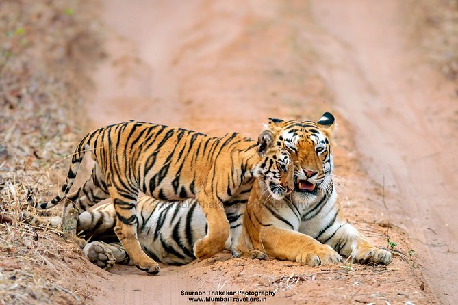 Two Night Tiger Safari Experience at Tadoba National Park &Transfers From Nagpur - Key Points