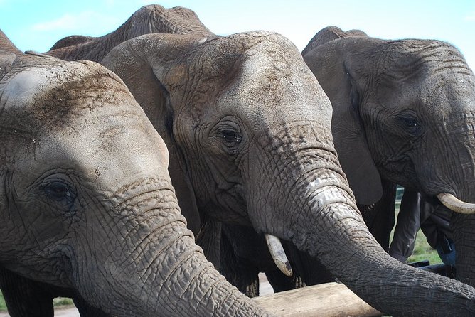 Ultimate Elephant Sanctuary Tour - Key Points
