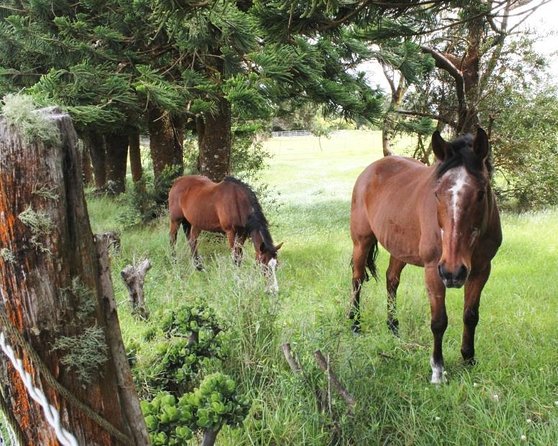 Ultimate Self-Guided Audio Driving Tour of Kauai (Na Pali, Waimea), Hawaii - Key Points