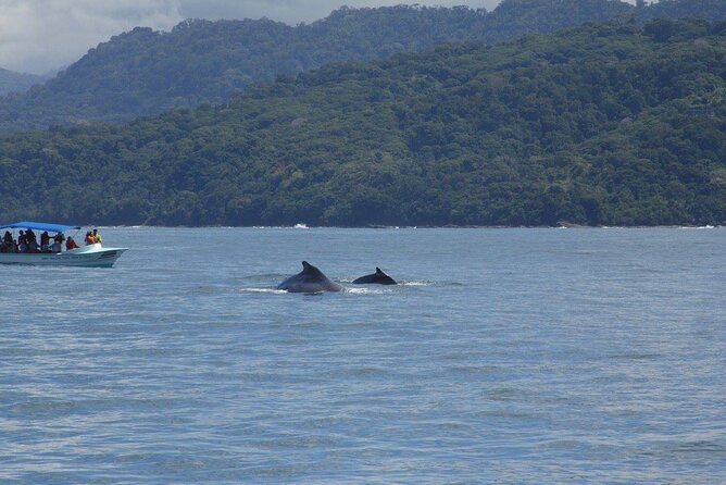 Uvita: Whalewatching Experience in Costa Rica - Tour Highlights
