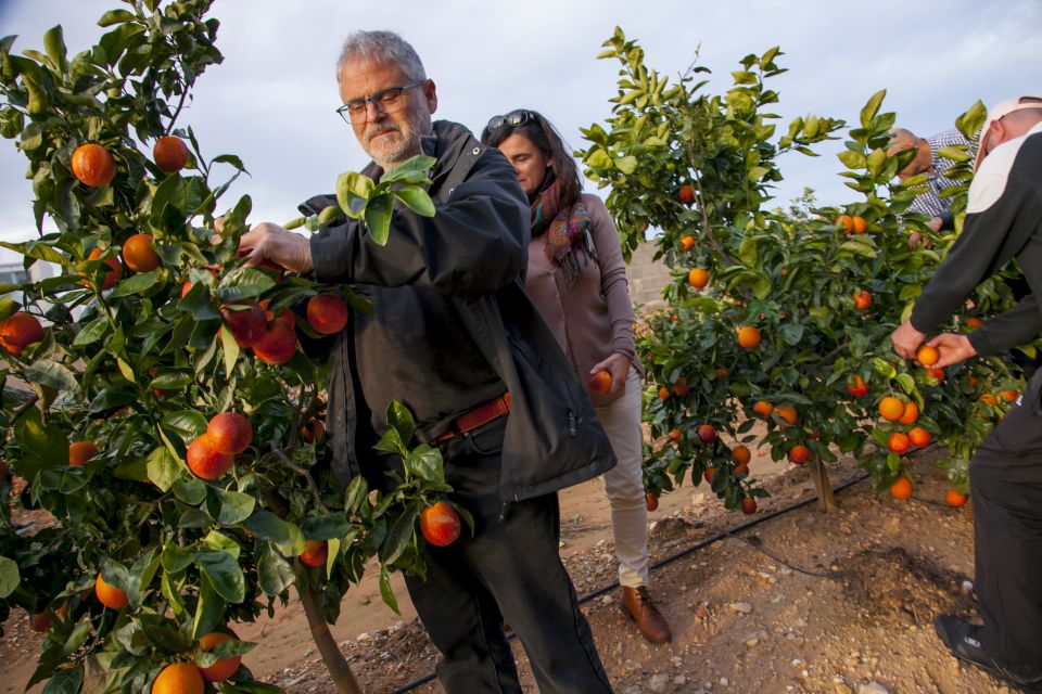 Valencia: Orange Farm and Orchard Trip With Tastings - Key Points