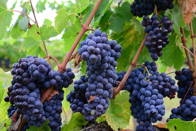 Verona Area: Wine Tasting Experience in Valpolicella - Key Points