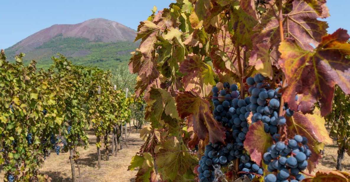Vesuvius Valley and Pompeii With Wine Taste and Lunch by Van - Key Points