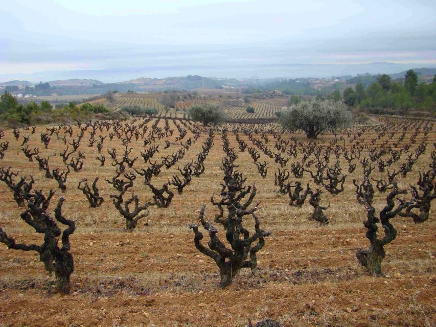 Vilafranca Del Penedès: Winery Visit With Tastings - Key Points