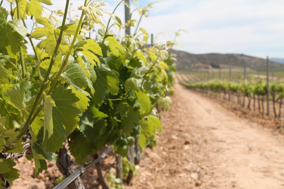 Vineyards of Alicante: Wine Tasting Tour - Key Points