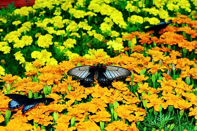 visit butterfly garden in dubai Visit Butterfly Garden in Dubai