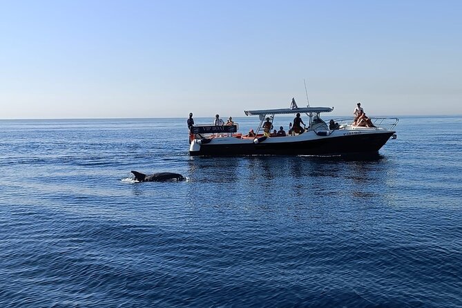 Walk and Dolphin Watching in Fuengirola 1 Drink - Key Points