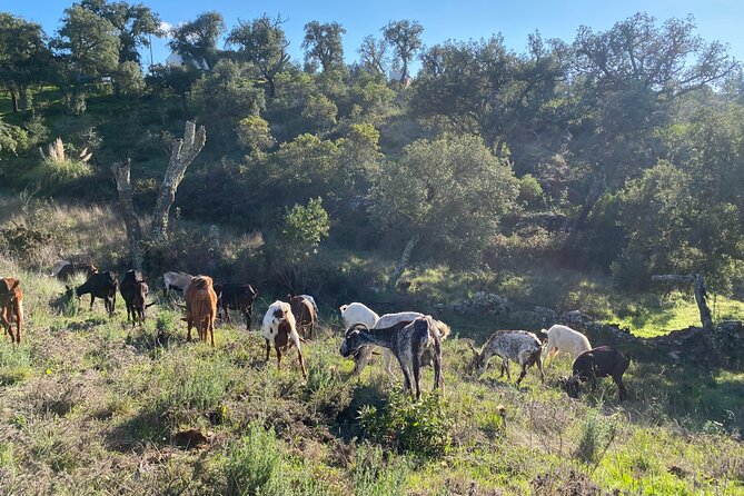 walk in the hills with goat herder local honey wine and cheese tasting Walk in the Hills With Goat Herder-Local Honey, Wine and Cheese Tasting