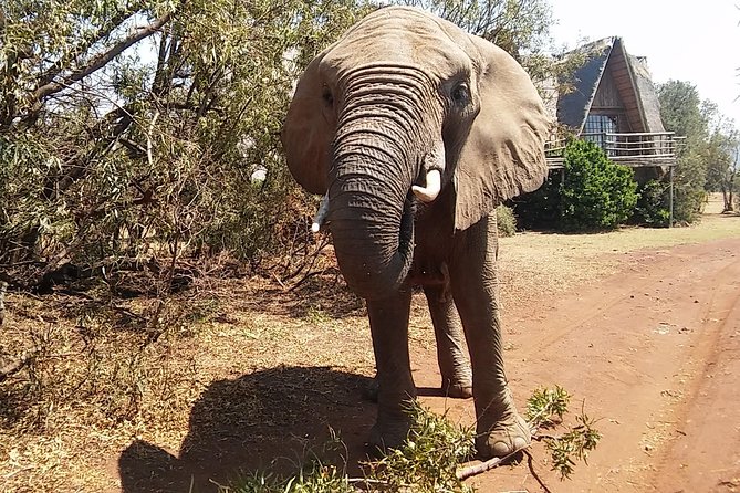 Walk With Elephants in Their Natural Environment - Key Points