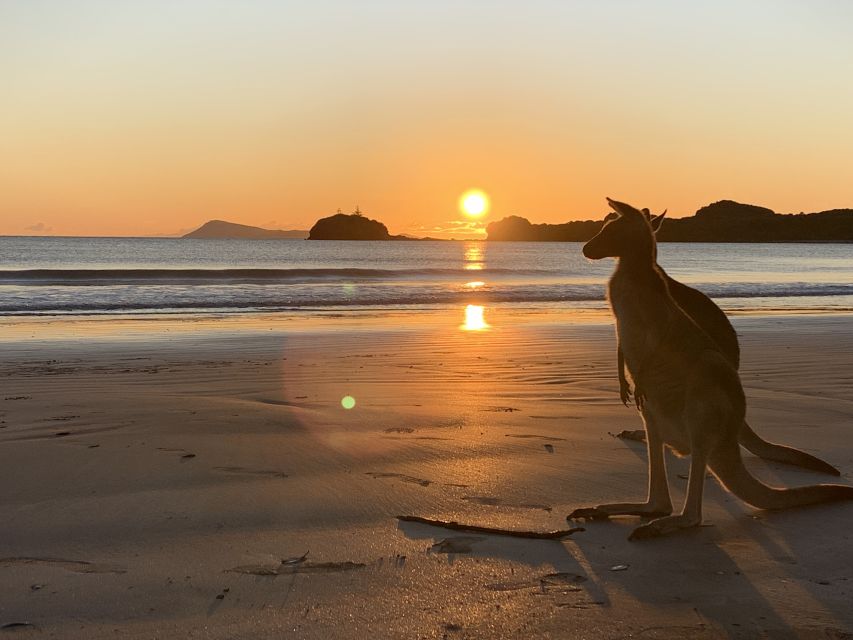 Wallabies on the Beach Sunrise Trip From Mackay - Key Points