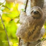 waterfall hike and sloth spotting from guanacaste playa hermosa Waterfall Hike and Sloth Spotting From Guanacaste - Playa Hermosa