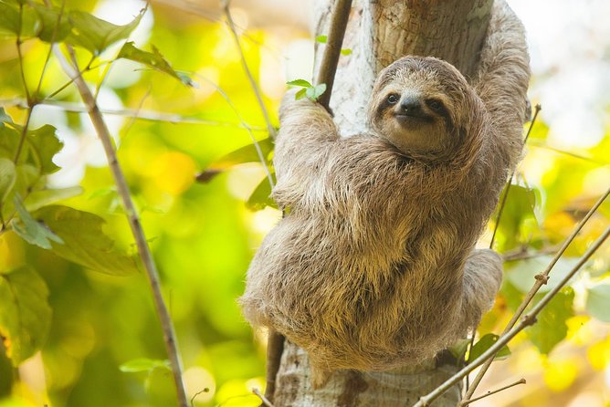 Waterfall Hike and Sloth Spotting From Guanacaste  - Playa Hermosa - Key Points