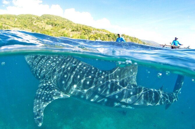 Whale Shark, Canyoneering, Sardines Run and Turtles With Transpo - Key Points