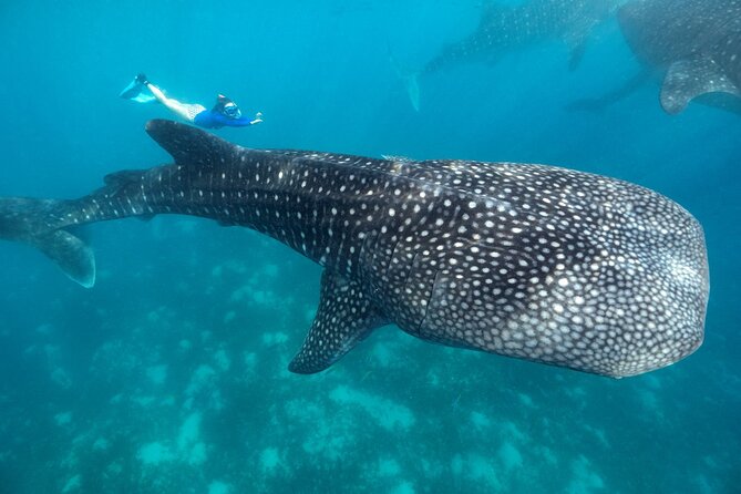 Whale Shark Encounter and Tumalog Waterfalls Tour - Key Points