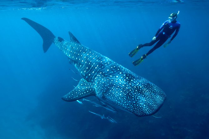 Whale Shark Swimming and Isla Mujeres Beach Tour - Customer Reviews