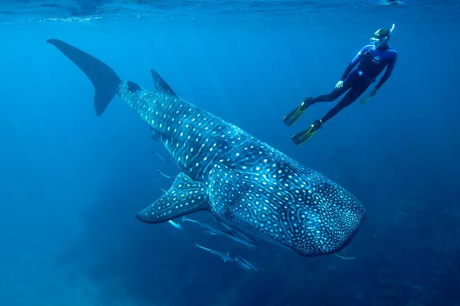 Whale Shark Swimming And Isla Mujeres Beach Tour